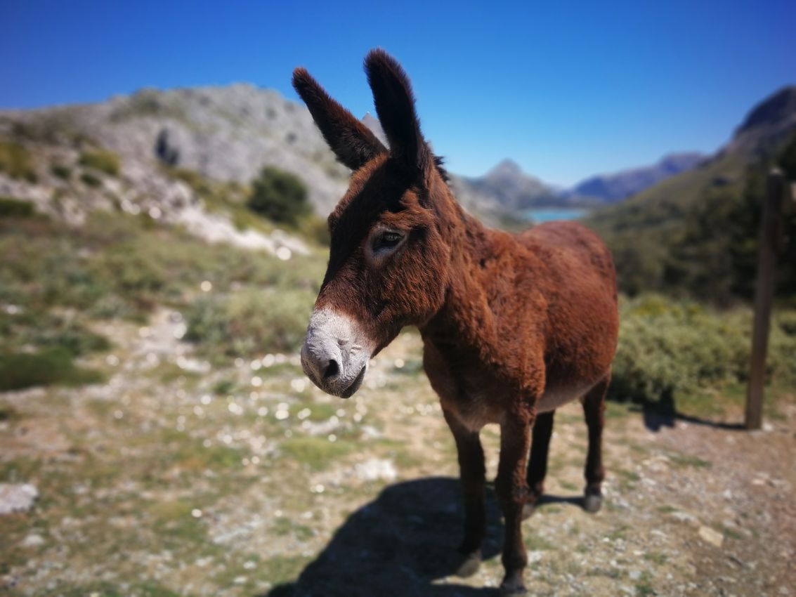 Borrico