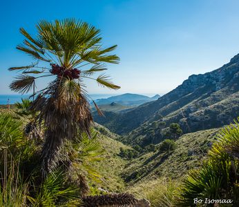 Palm tree and moutain on Mallorca
