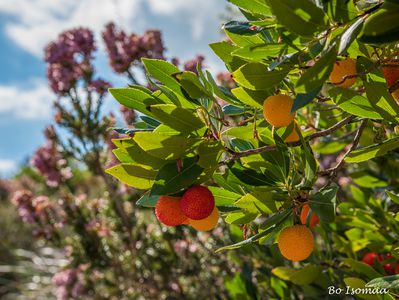wild strawberry tree mallorca
