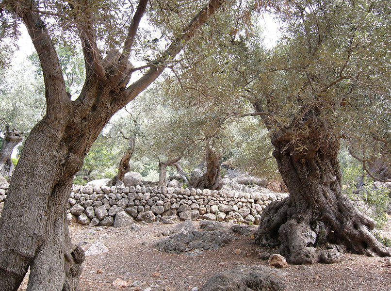 Deià to Sóller 5.jpg