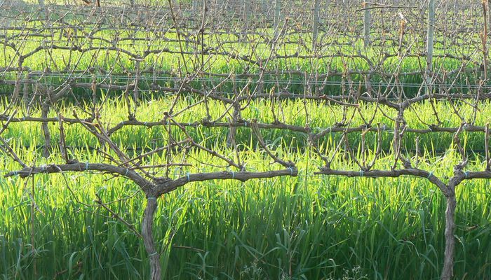Walking and Wine Excursion - Puigpunyent (1)
