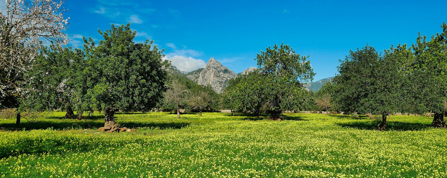 sa gubia