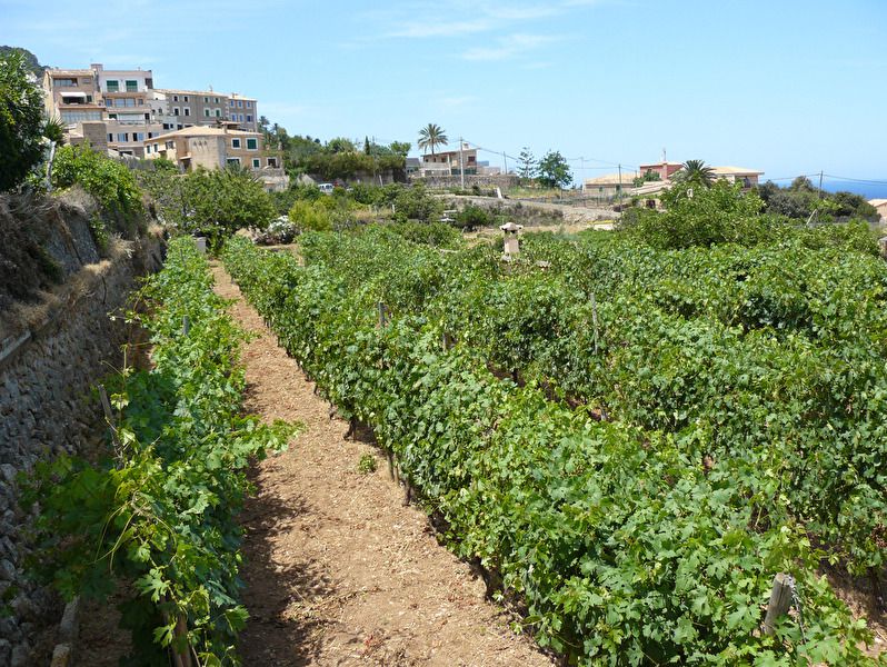 Walk and wine Banyalbufar 10.jpg