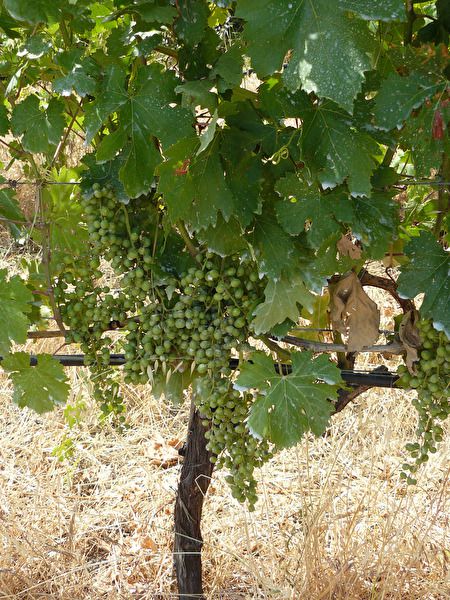 Walk and wine Banyalbufar 4.jpg