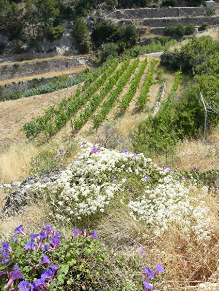 Walk and wine Banyalbufar 9.jpg